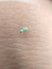 Pandeleteinus submetallicus