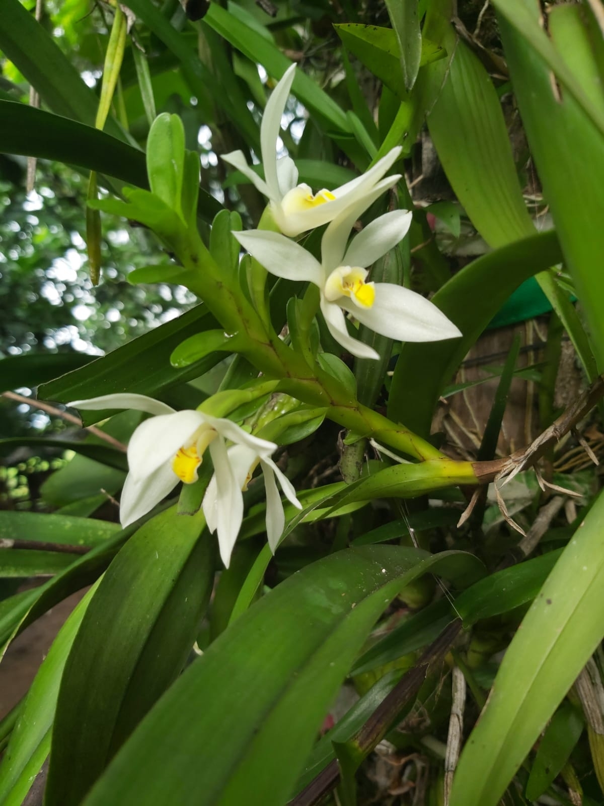 Imagem de Orquídea-amarela