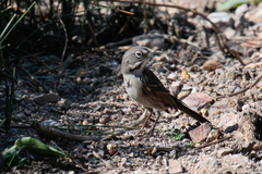 Artemisiospiza belli