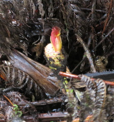 Costus zamoranus