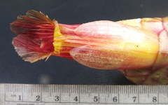 Costus zamoranus