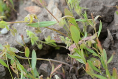 Nemophila breviflora