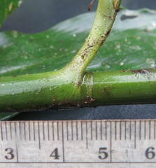 Costus zamoranus