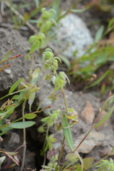Nemophila breviflora