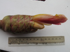 Costus zamoranus