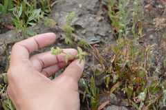 Nemophila breviflora