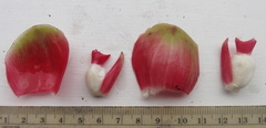 Costus zamoranus