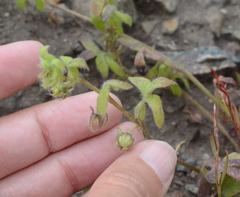 Nemophila breviflora