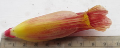 Costus zamoranus