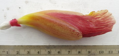 Costus zamoranus
