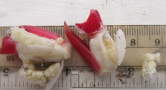 Costus zamoranus
