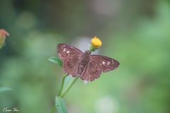 Seseria formosana