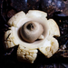 Earthstars - Photo (c) Julie Vause, some rights reserved (CC BY-NC), uploaded by Julie Vause