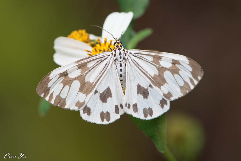 Magpie Tiger Moths