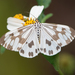 Magpie Tiger Moths - Photo (c) 尹若宇, some rights reserved (CC BY-NC)