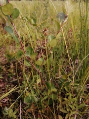 Carex tenuiflora