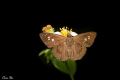 Seseria formosana