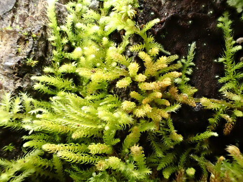 crispleaf roughmoss