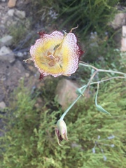 Calochortus fimbriatus