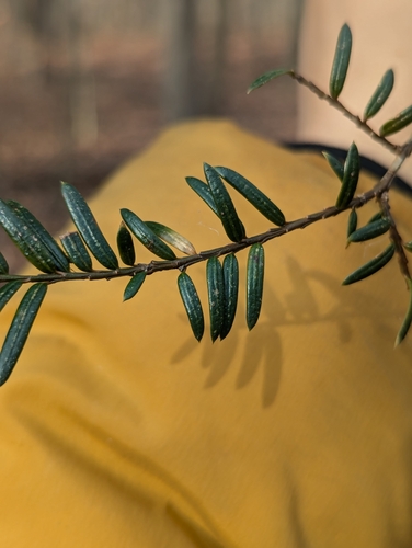 Image of Taxus cuspidata by (c) Skyler Principe, some rights reserved (CC BY)
