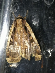 Eueretagrotis sigmoides