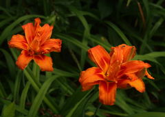 Hemerocallis fulva kwanso