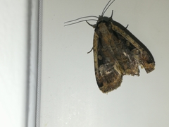 Eueretagrotis sigmoides