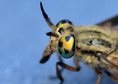 Chrysops discalis