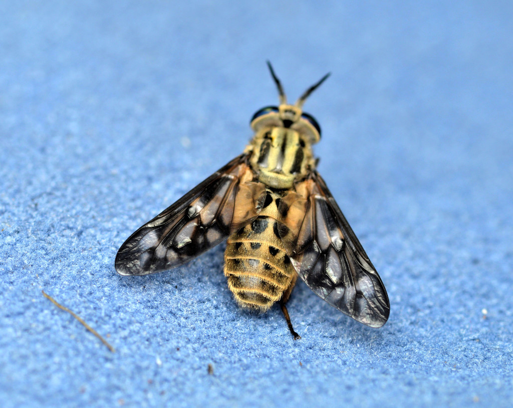 Chrysops discalis