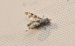Pseudotephritis corticalis