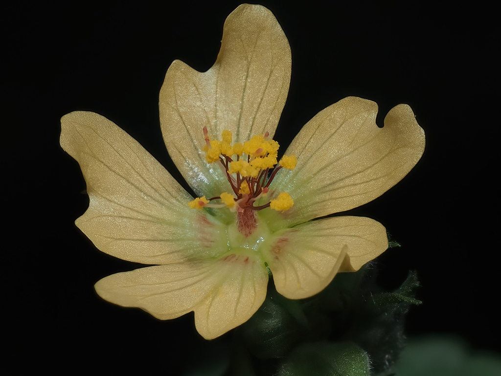 Allosidastrum interruptum