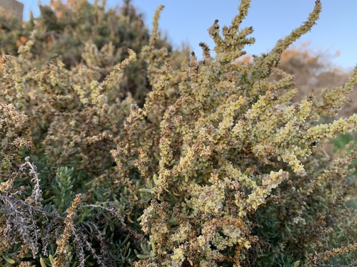 Image of Salsola melitensis by (c) Matthew Caruana Galizia, some rights reserved (CC BY)