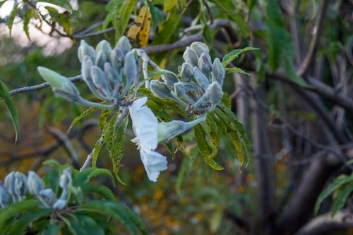 Ipomoea murucoides