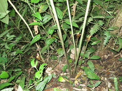 Costus zamoranus