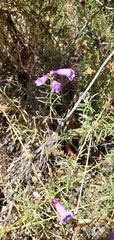 Penstemon heterophyllus