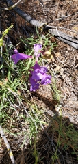 Penstemon heterophyllus