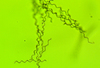 Green Nonsulfur Bacteria - Photo (c) sharpthorn, some rights reserved (CC BY-NC)