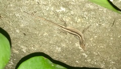 Anolis sagrei
