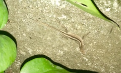 Anolis sagrei