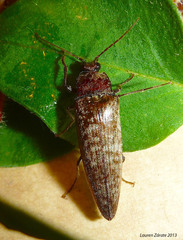 Oistus
