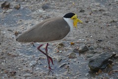 Vanellus miles miles