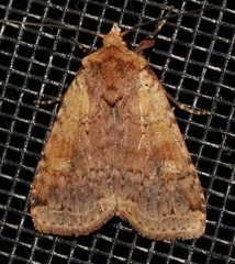 Diarsia jucunda