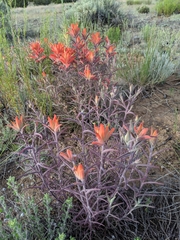 Castilleja integra