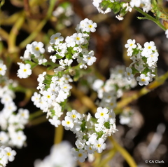Cryptantha utahensis