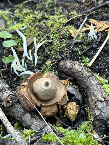 Geastrum triplex