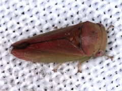 Trocnada minuta
