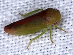 Trocnada minuta