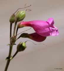 Penstemon floridus floridus