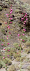 Penstemon floridus floridus