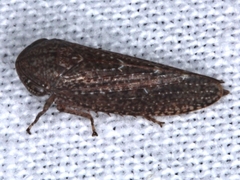 Putoniessa